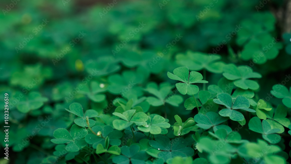 Green background with three-leaved shamrocks, Lucky Irish Four Leaf Clover in the Field for St. Patrick's Day holiday symbol. with three-leaved shamrocks, St. Patrick's day holiday symbol.	
