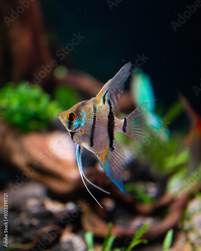 Rio Nanay Angelfish