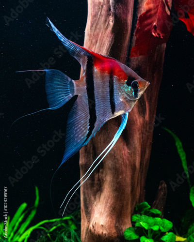 Manacapuru Angelfish, Manacapuru Skalare