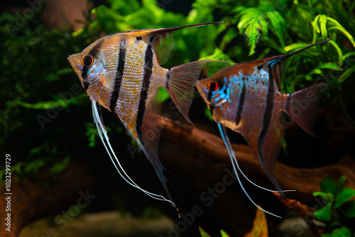 Rio Nanay Angelfish