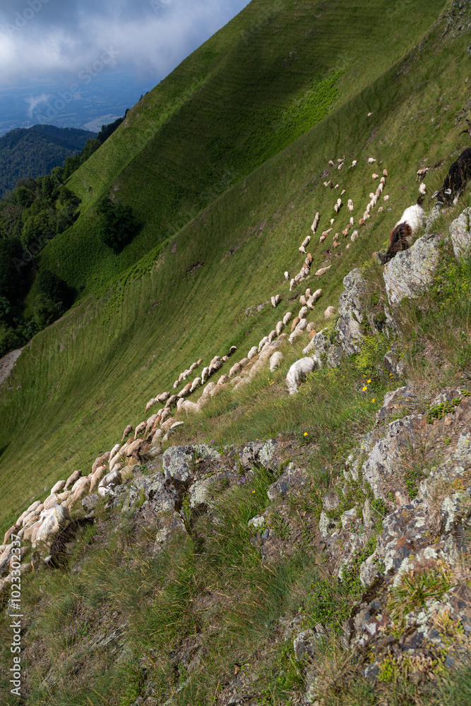 Fototapeta premium animals grazing in mountain pastures