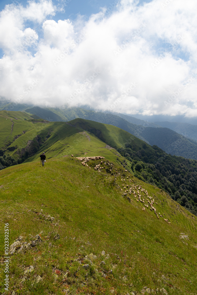 Fototapeta premium animals grazing in mountain pastures 