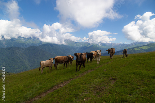 animals grazing in mountain pastures 