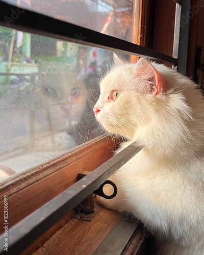a cat looks out the window