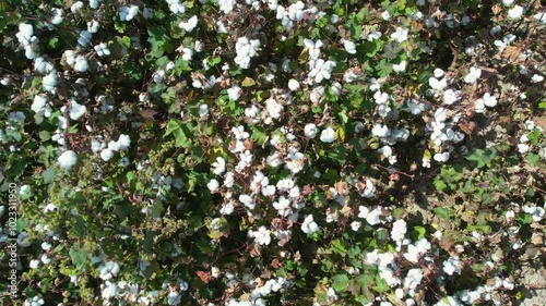 Aerial Drone Shot of Cotton Field in Harvest Season
