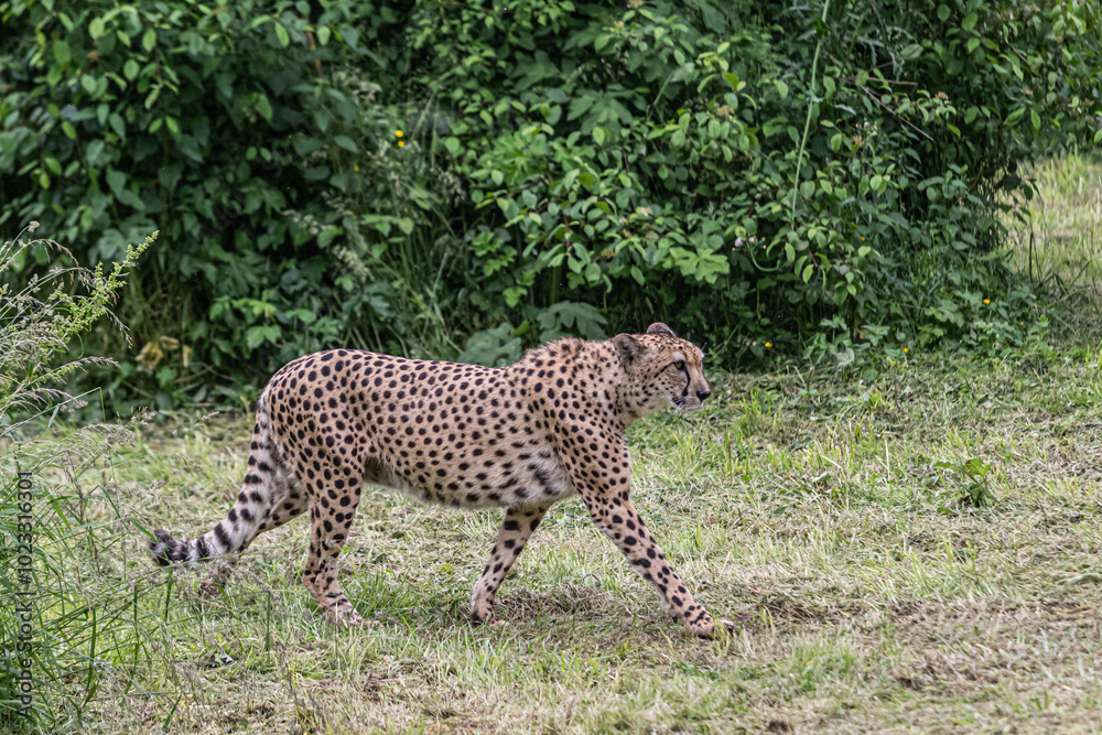 Obraz premium leopard in the grass