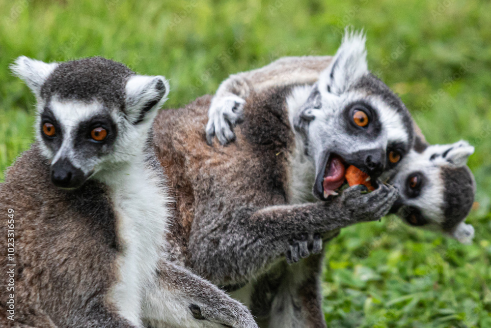 Obraz premium lemur on a tree