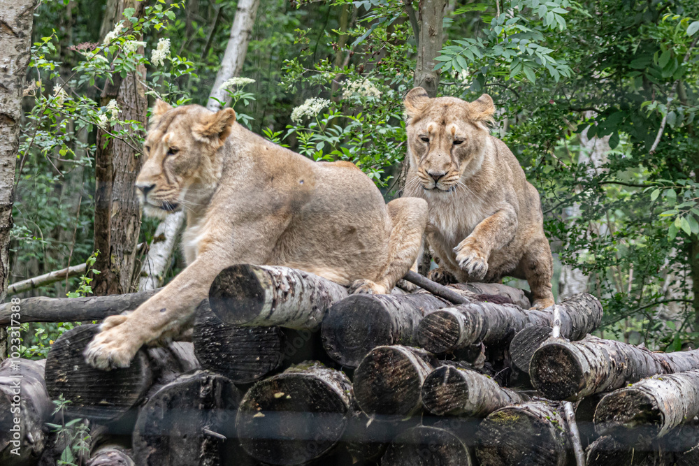 Naklejka premium lion and lioness