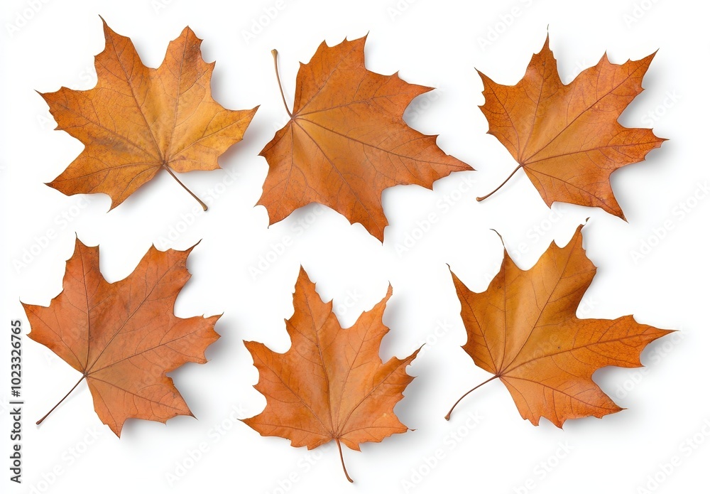 Isolated on a white background are autumn leaves of oak, maple, and aspen. Isolated on a white background are autumn leaves of oak, maple, and aspen.