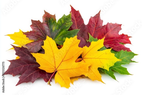 Layout of maple leaves isolated on a white background. Text to be added.