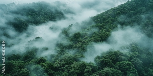 Fog and clouds on mountain. Misty landscape with fir forest. Beautiful landscape