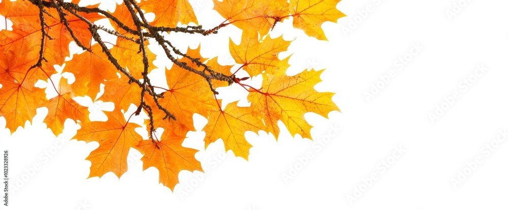 A nature background with oak leaves in autumn. Autumn forest scene. Copy space. Banner. A nature background with oak leaves in autumn. Autumn forest scene. Copy space. Banner.