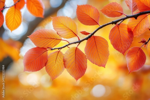 Close-up of vibrant orange leaves on a branch, showcasing the beauty of autumn foliage with soft blurred background.