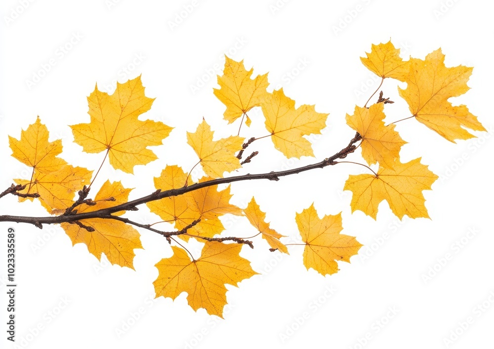 Branches of maple trees with autumn leaves isolated on transparent background