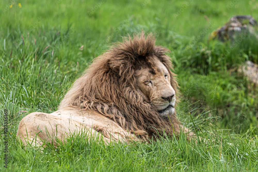 Naklejka premium lion in the grass