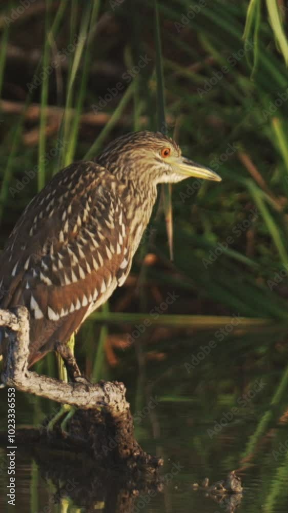 Juvenile Black-crowned Night Heron in Morning Sunlight Vertical Video Juvenile Black-crowned Night Heron in Morning Sunlight Vertical Video