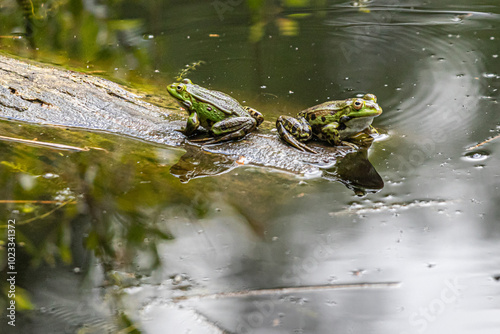 frog in the water