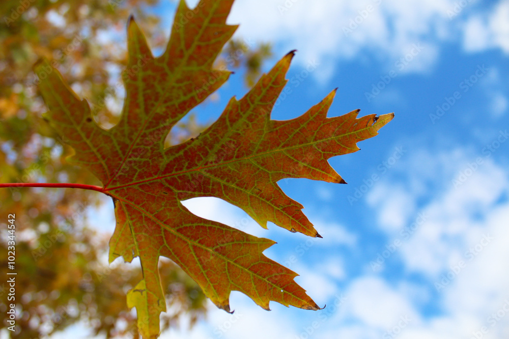 Fototapeta premium autumn maple leaf and blue sky