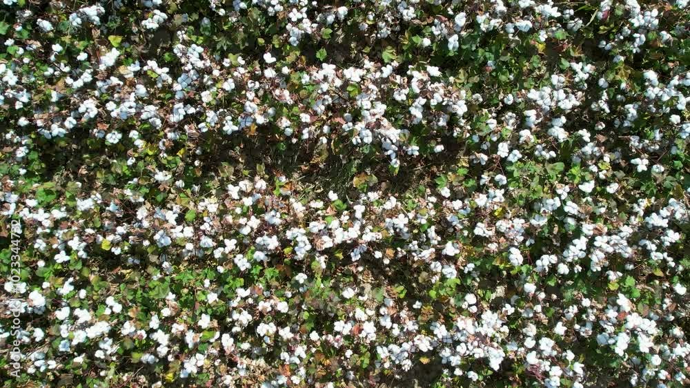 Aerial Drone Shot of Cotton Field in Harvest Season
Aerial Drone Shot of Cotton Field in Harvest Season