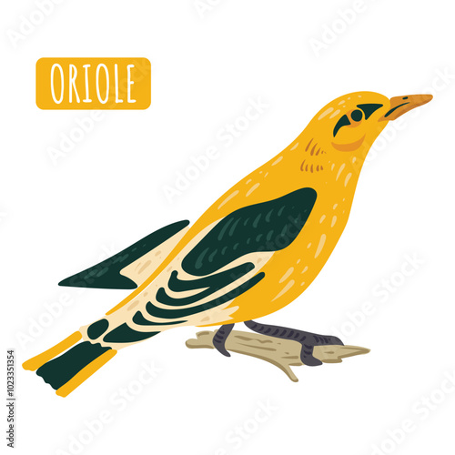 Oriole, cute bird. Vector Isolated yellow songbird illustration. For post card, poster, textbook.