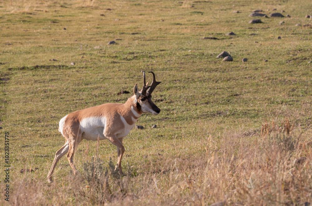 Pronghorn Antelope Buck in Wyoming in Autumn Pronghorn Antelope Buck in Wyoming in Autumn