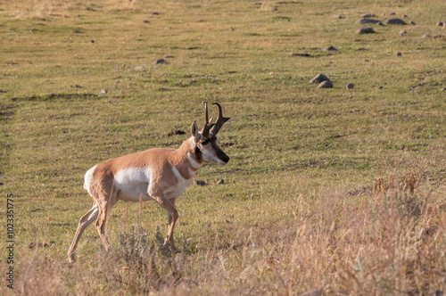 Pronghorn Antelope Buck in Wyoming in Autumn