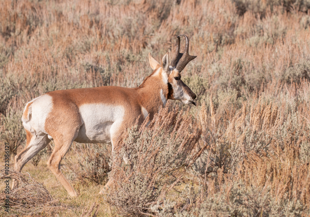 Pronghorn Antelope Buck in Wyoming in Autumn Pronghorn Antelope Buck in Wyoming in Autumn