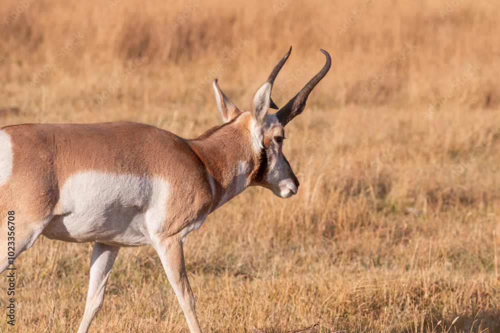 Fototapeta premium Pronghorn Antelope Buck in Wyoming in Autumn