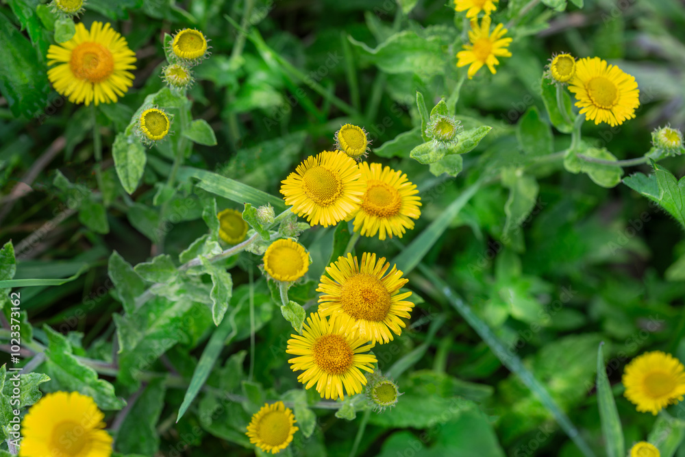 Meadow flowers in nature, Elecampane yellow flowers Meadow flowers in nature, Elecampane yellow flowers