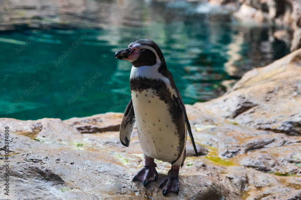 Fototapeta premium Pingüino 