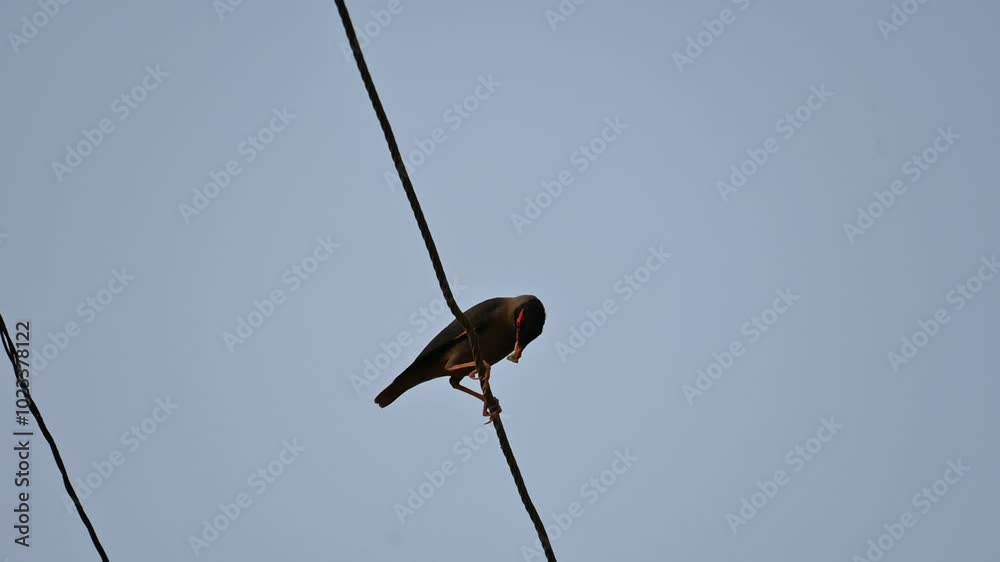 Indian Myna Birds. Its other names Common myna and mynah. This is a bird of the starling family Sturnidae. This is a group of passerine birds which are native to southern Asia, especially India. Indian Myna Birds. Its other names Common myna and mynah. This is a bird of the starling family Sturnidae. This is a group of passerine birds which are native to southern Asia, especially India.
