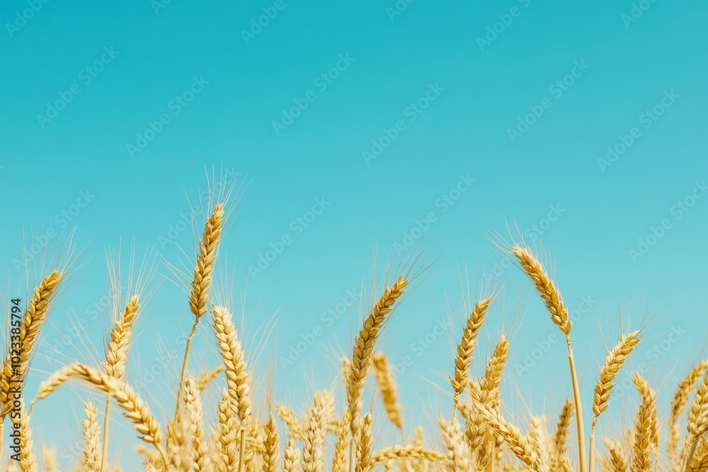 Serene Golden Wheat Swaying Under Clear Sky Serene Golden Wheat Swaying Under Clear Sky