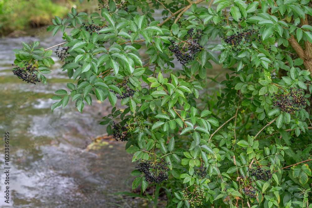 Grow black elderberry in river background y juicy, vitamin-rich berries from the seasonal harvest. Use the healing properties of elderberries for natural Grow black elderberry in river background y juicy, vitamin-rich berries from the seasonal harvest. Use the healing properties of elderberries for natural