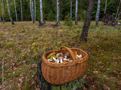kosz pełen dorodnych grzybów ma tę ;asy brzozowego photo
