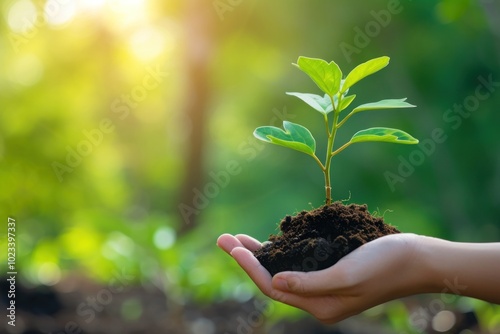 Hand holding soil and plant gardening planting outdoors.