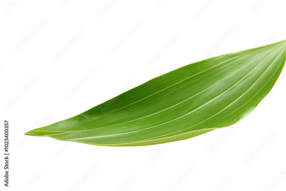 Close-up of a neatly folded pandan leaf, showcasing its textured surface and sharp edges against a pure white background Close-up of a neatly folded pandan leaf, showcasing its textured surface and sharp edges against a pure white background