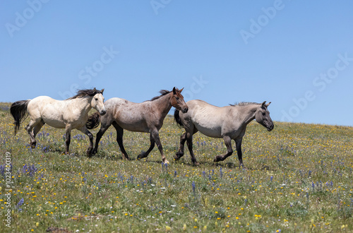 Wild Horse in the Pryor Mountains Montana in Summer