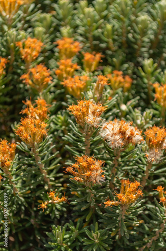 orange flower close up with patterns and background in blur of plant from the paramos of colombia