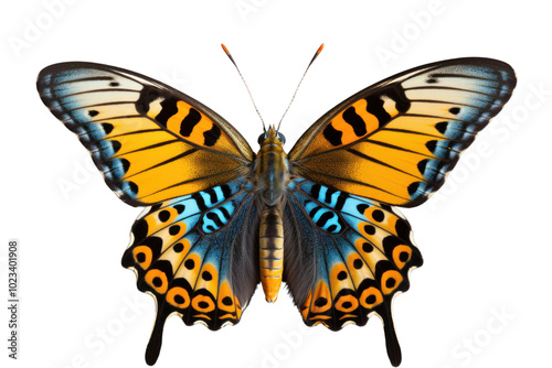 Butterfly nearly indistinguishable from a white background, showcasing its unique camouflage