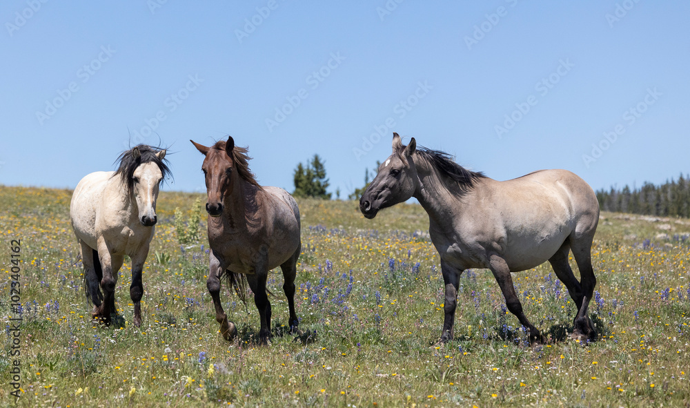 Wild Horse in the Pryor Mountains Montana in Summer Wild Horse in the Pryor Mountains Montana in Summer