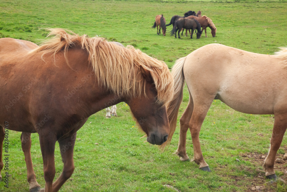 Obraz premium Icelandic Horses