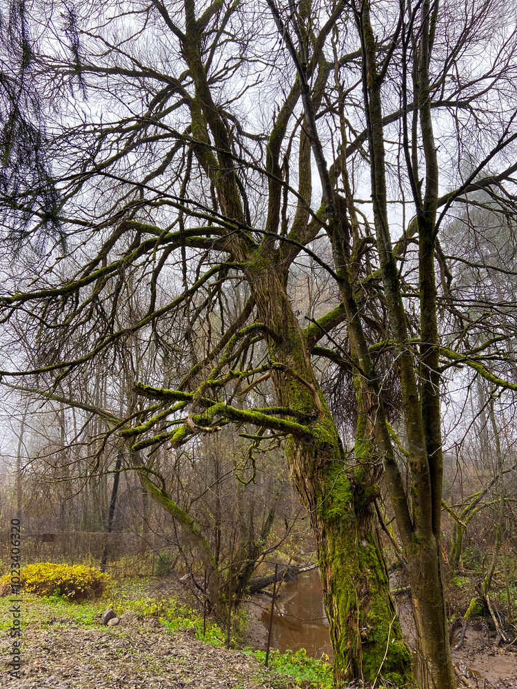 The old tree in foggy autumn forest The old tree in foggy autumn forest