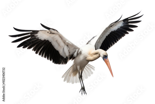 A white stork in mid-flight with its legs tucked close to its body, set against a seamless white backdrop, emphasizing the bird elegant silhouette