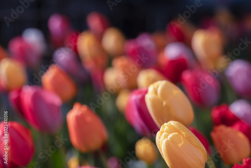 A vibrant array of tulips showcases a variety of colors, ranging from yellow and orange to pink and red. The flowers are in full bloom, creating a lively and colorful scene.