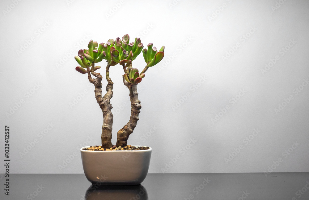 Money Tree Crassula Gollum. Monster. Sukulent. Bonsai style. Plant for home