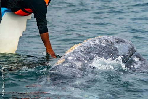 Fotografie Hand petting caressing a grey whale in bahia magdalena baja california sur mexic