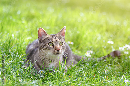 Young grey domestic cat in a garden