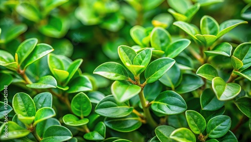 Gymnema sylvestre green leaves plant macro photography with leading lines photo