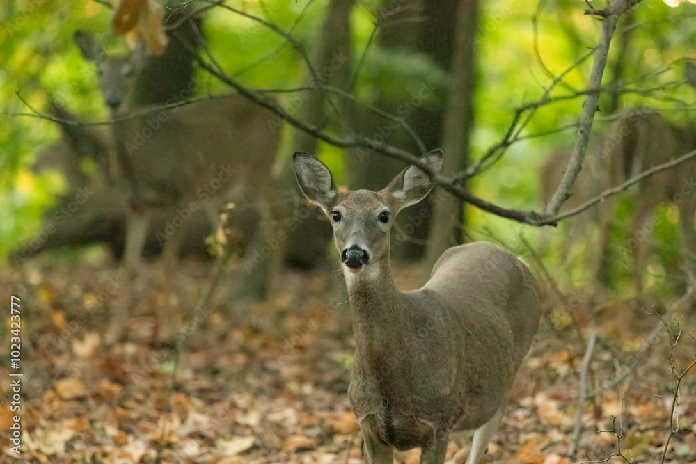 A young white-tailed deer doe stares curiously while in a forest in New Jersey A young white-tailed deer doe stares curiously while in a forest in New Jersey