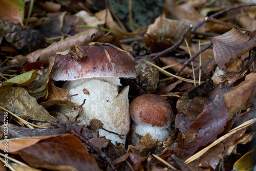 Boletus pinophilus in the leaves. Known as Pine Bolete. Two edible bolete mushrooms in the beech-pine forest. photo